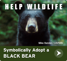 Help Wildlife. Symbolically adopt a black bear today!